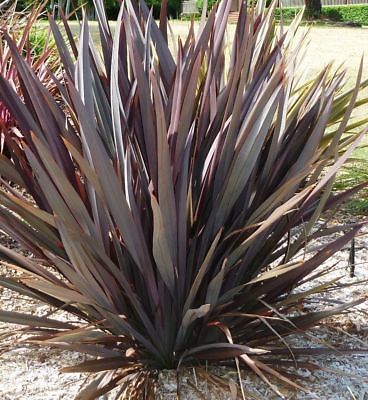 PHORMIUM TENAX PURPUREUM