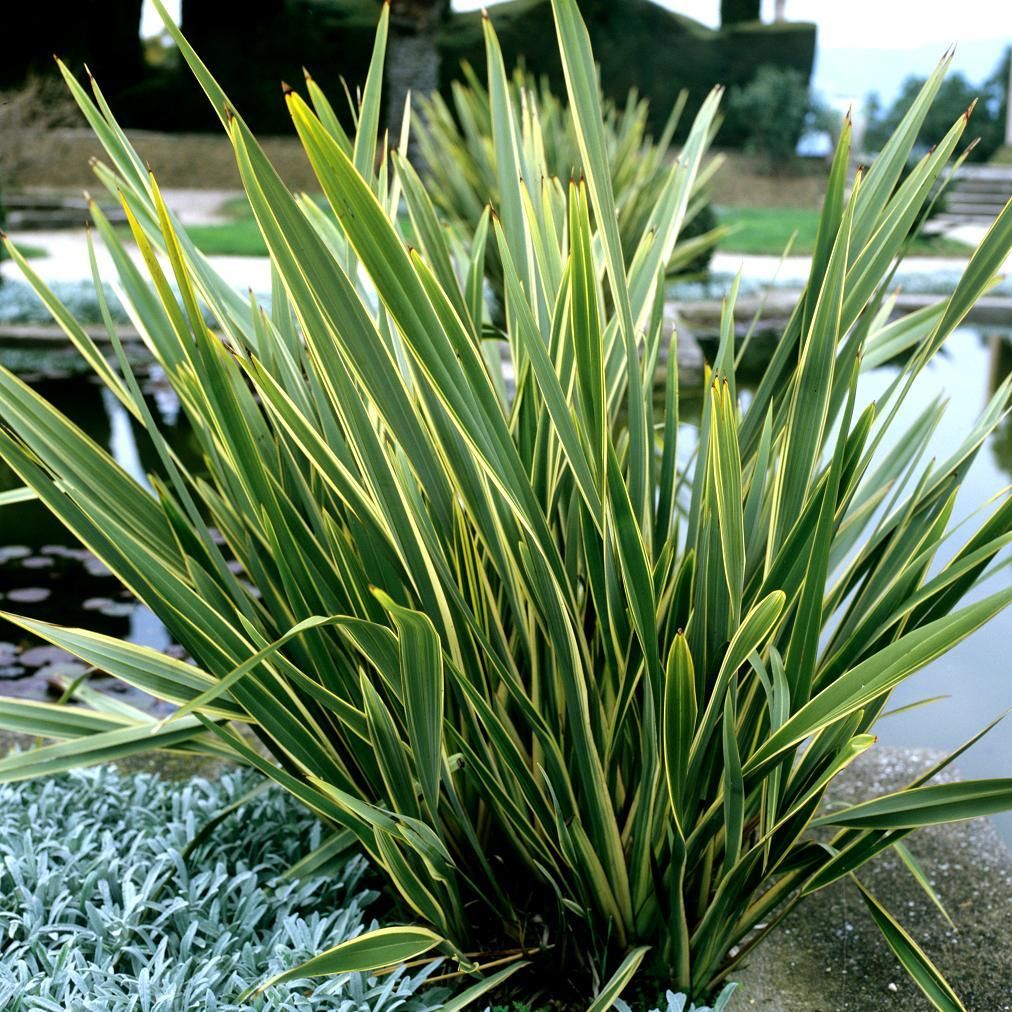 PHORMIUM TENAX VARIEGATUM