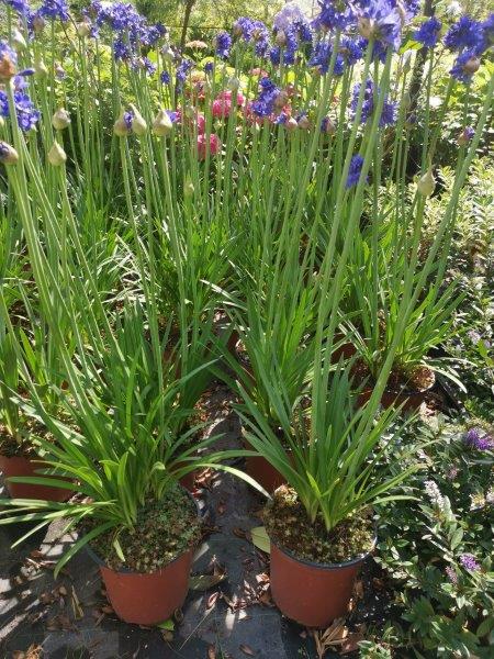 AGAPANTHUS AFRICANUS 