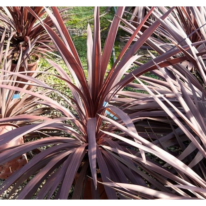 CORDYLINE AUSTRALIS ATROPURPUREA