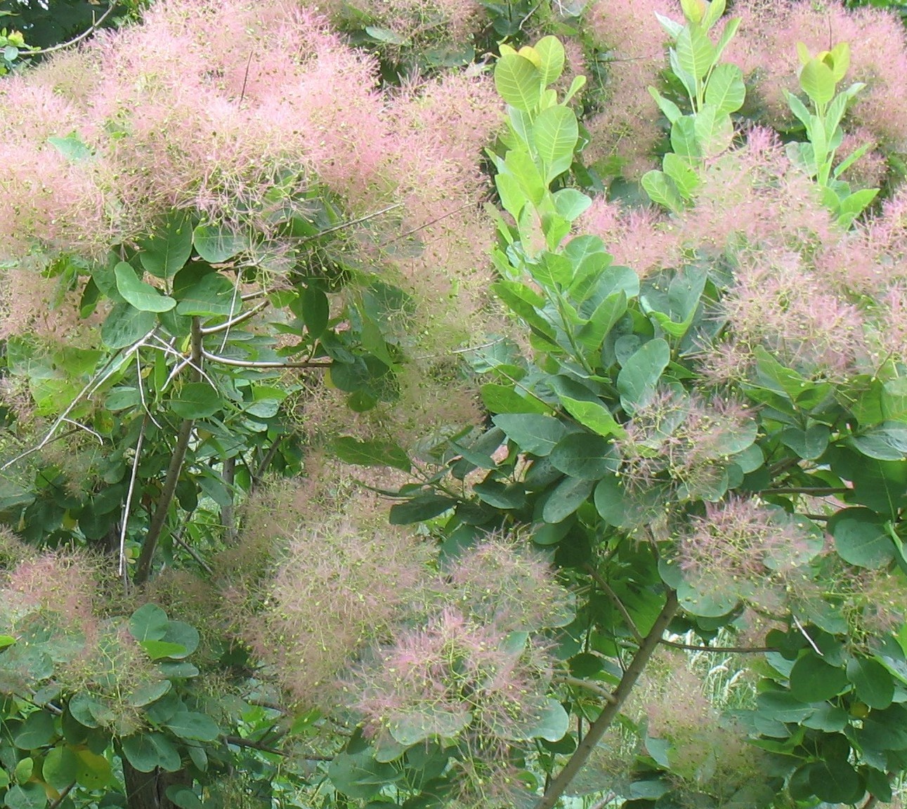 COTINUS COGGYGRIA