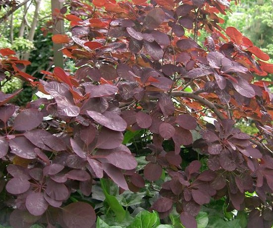 COTINUS COGGYGRIA ROYAL PURPLE