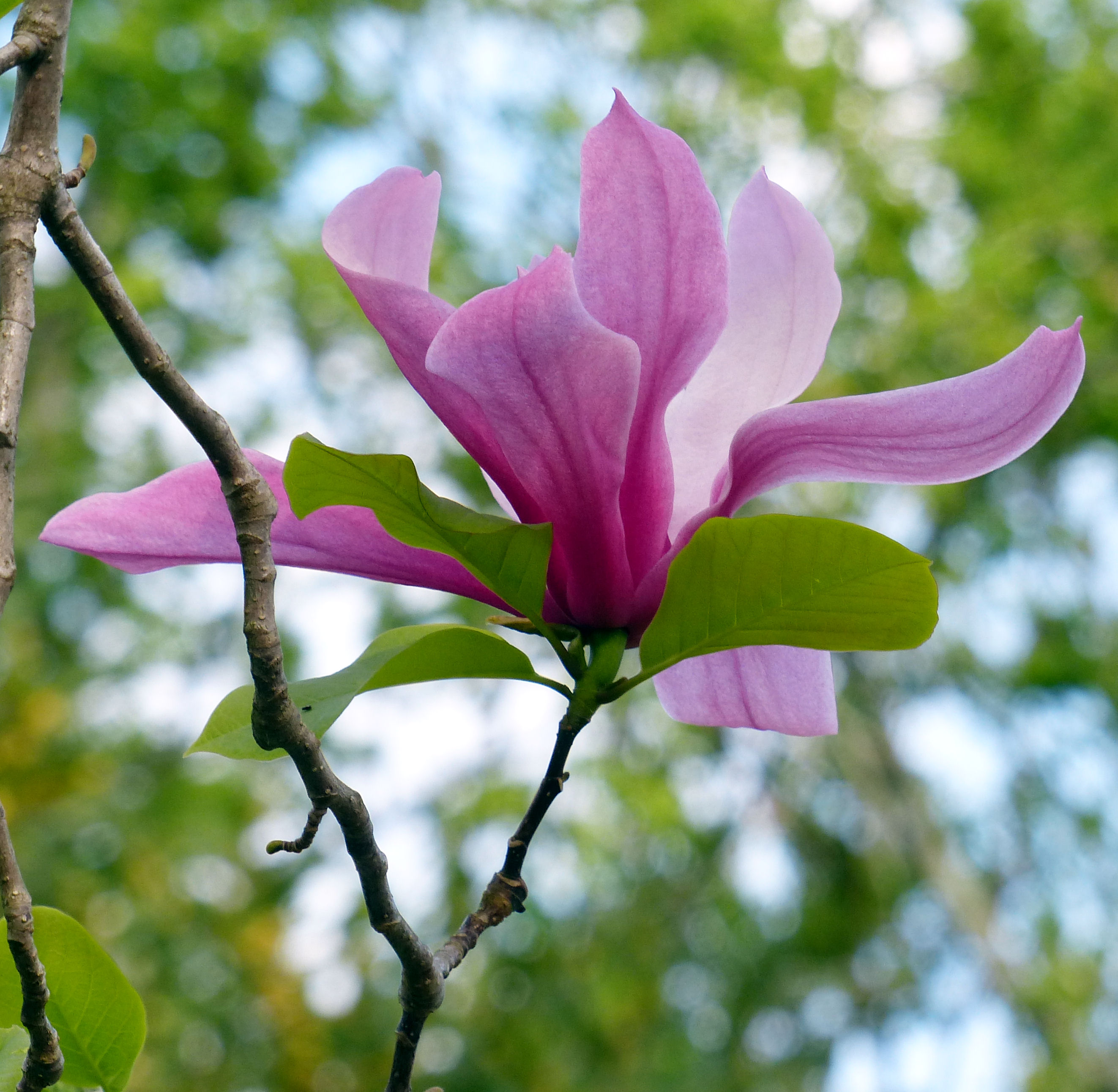 MAGNOLIA GALAXY