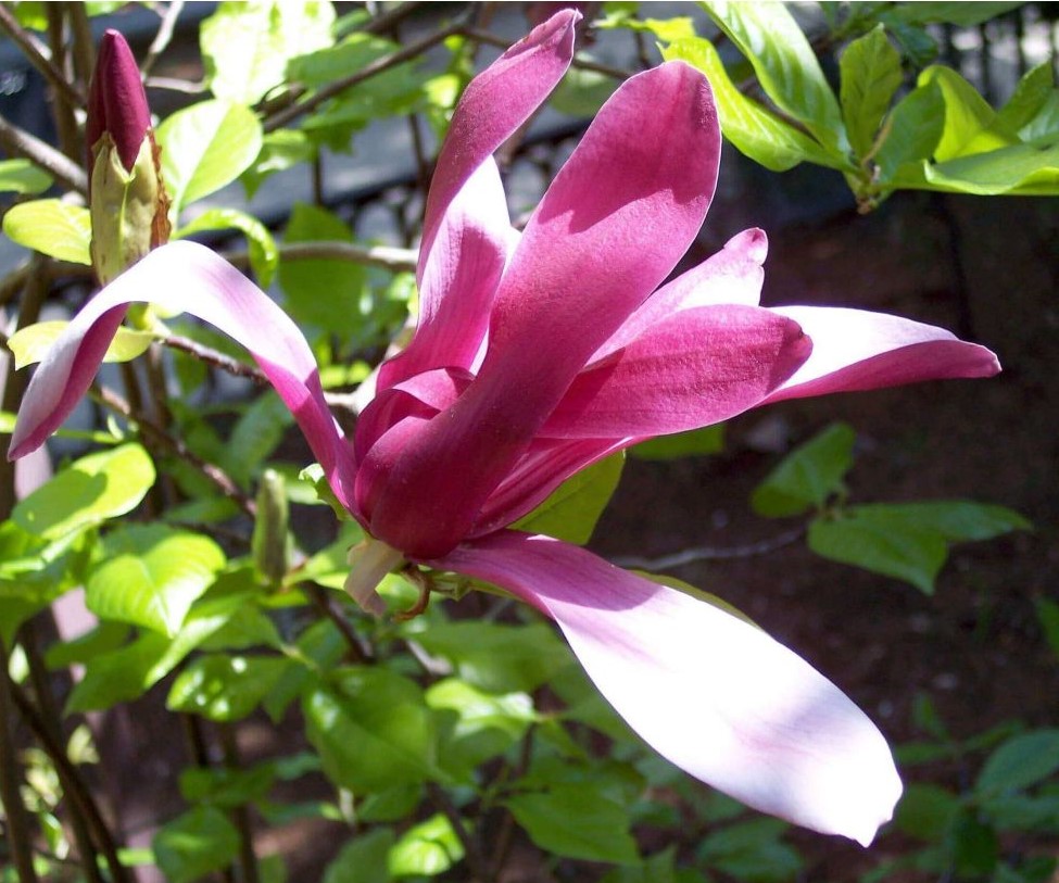 MAGNOLIA LILIIFLORA NIGRA