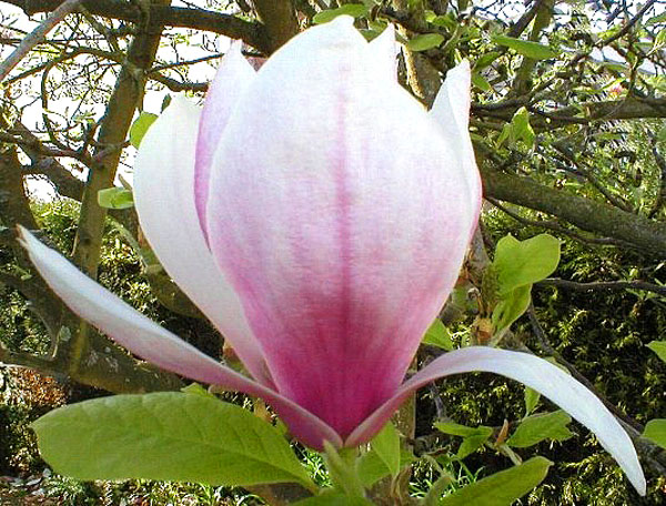 MAGNOLIA X SOULANGEANA 