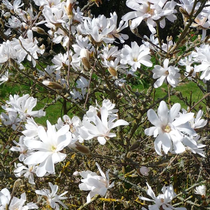 MAGNOLIA STELLATA