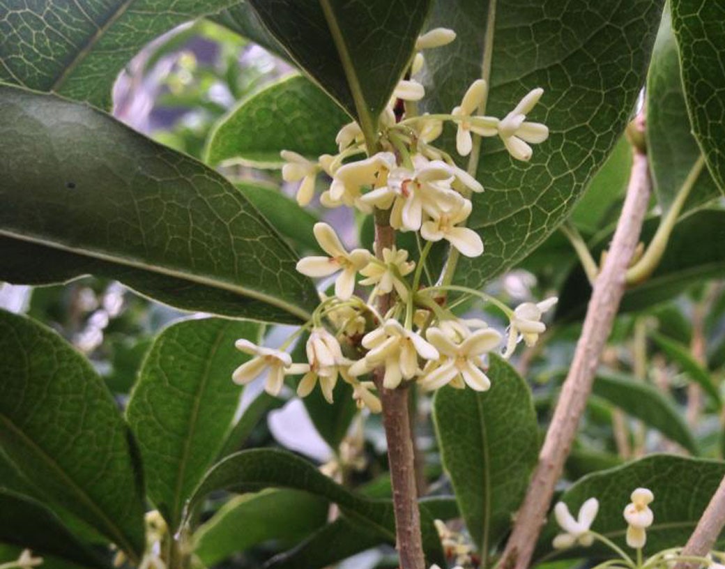 OSMANTHUS FRAGRANS