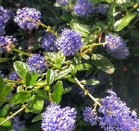 CEANOTHUS THYRSIFLORUS 