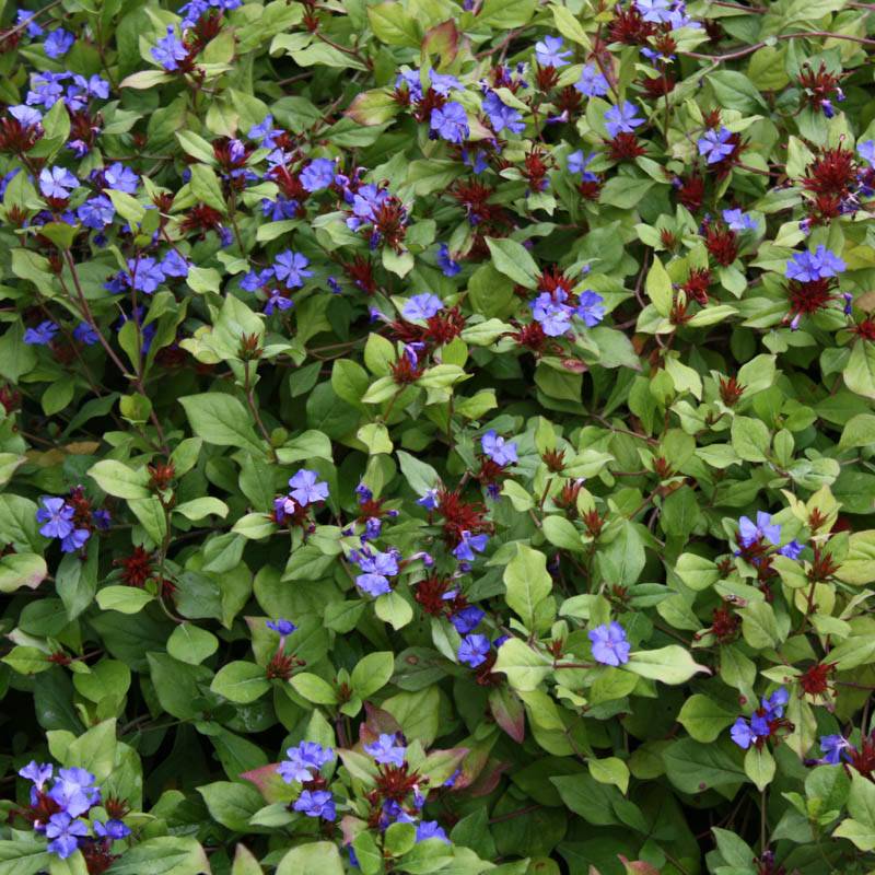 CERATOSTIGMA PLUMBAGINOIDES