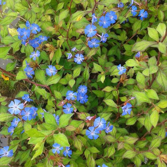 CERATOSTIGMA WILLMOTTIANUM