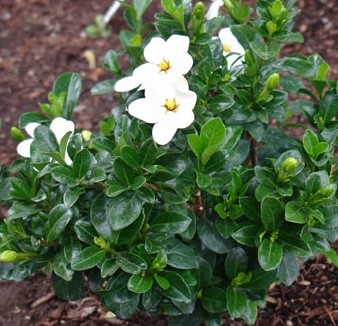 GARDENIA JASMINOIDES