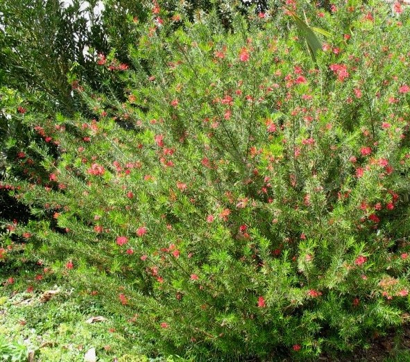 GREVILLEA  ROSMARINIFOLIA