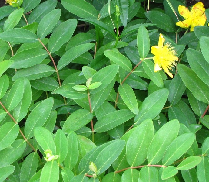 HYPERICUM CALYCINUM