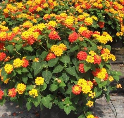 LANTANA CAMARA