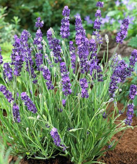 LAVANDULA ANGUSTIFOLIA / OFFICINALIS