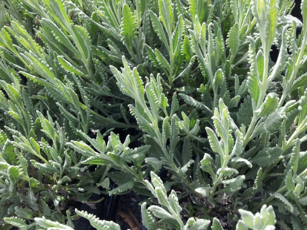 LAVANDULA DENTATA