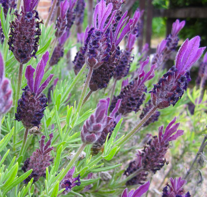 LAVANDULA STOECHAS