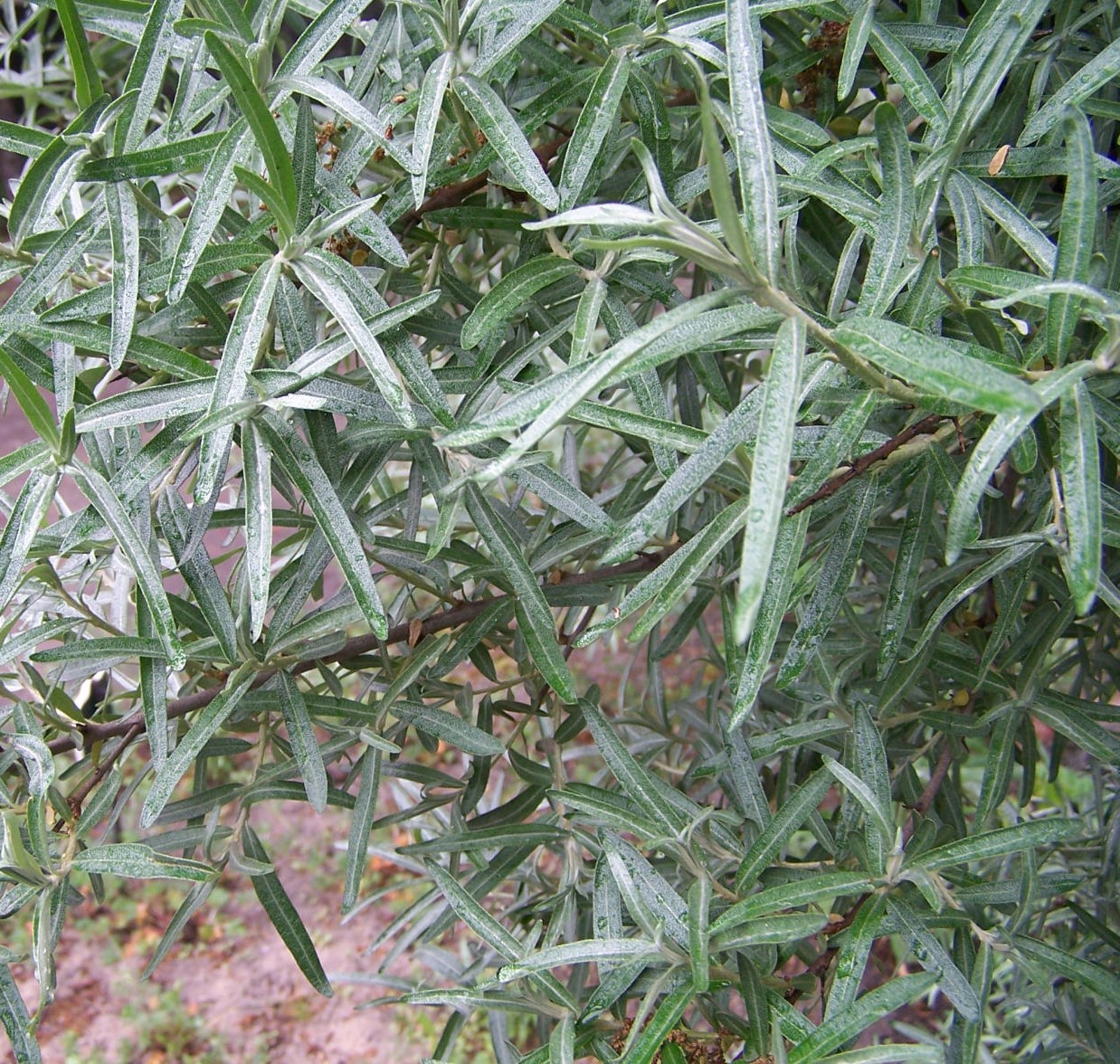 HIPPOPHAE RHAMNOIDES