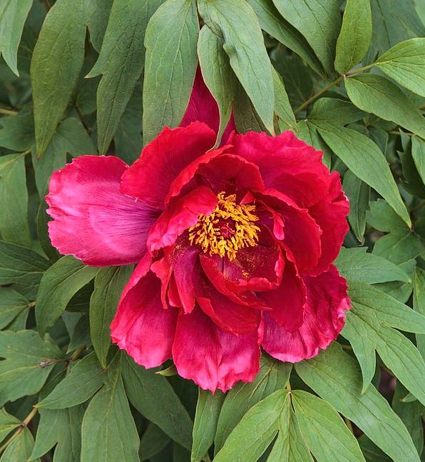 PAEONIA SUFFRUTICOSA