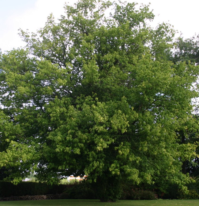 ACER NEGUNGO
