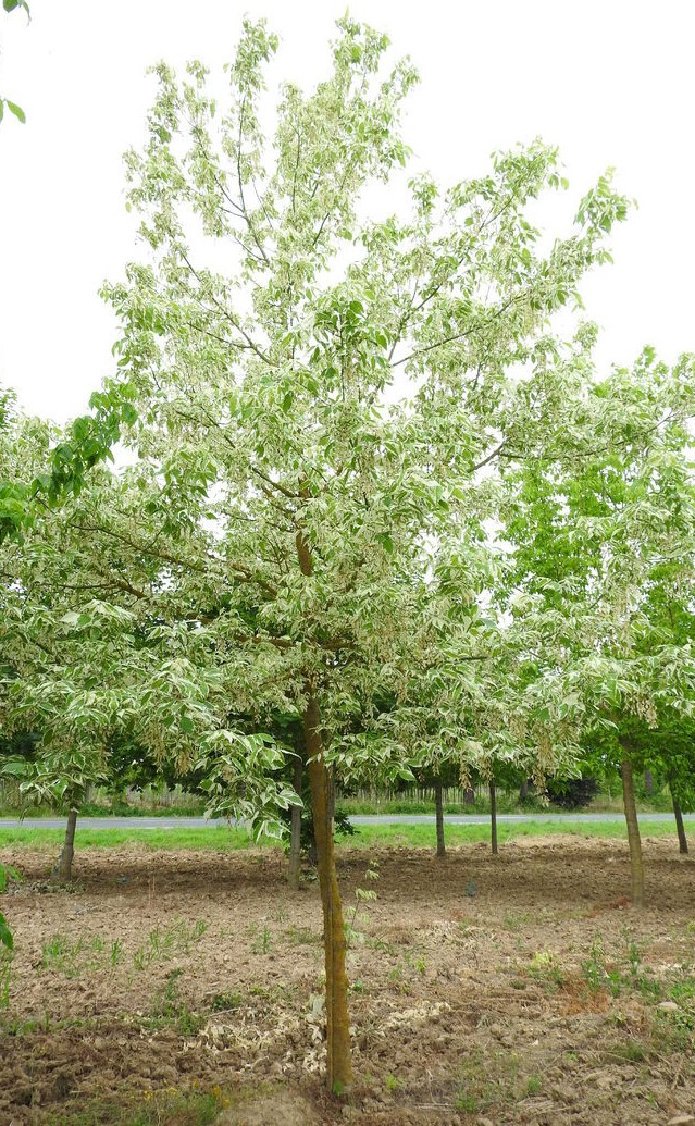 ACER NEGUNGO