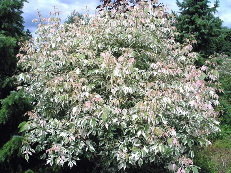 ACER NEGUNGO
