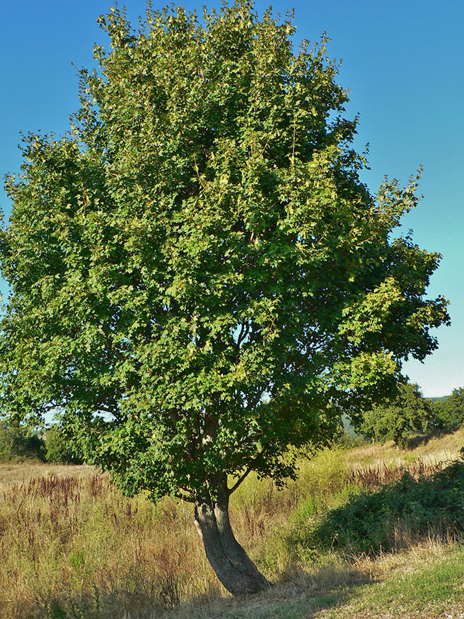 ACER CAMPESTRIS 