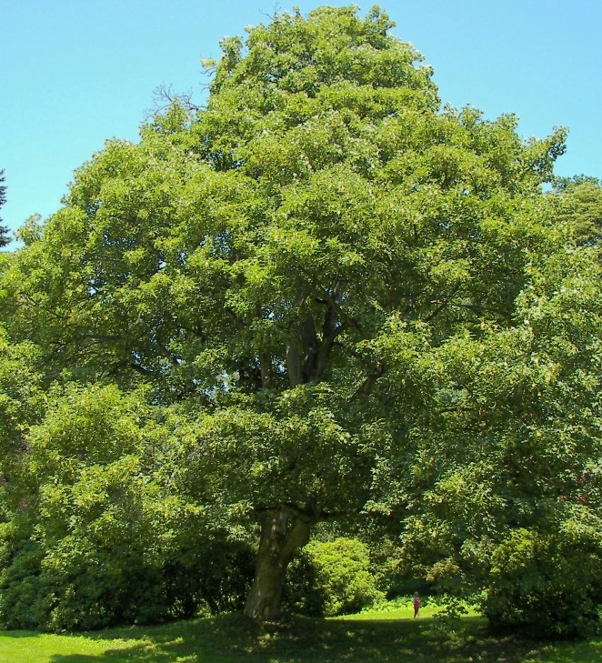 ACER PSEUDOPLATANUS