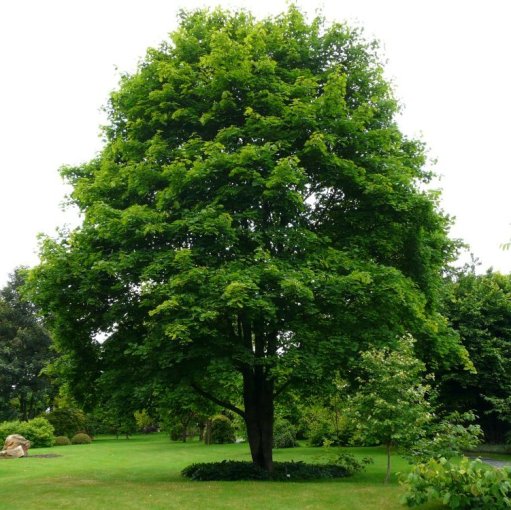 ACER PLATANOIDES 