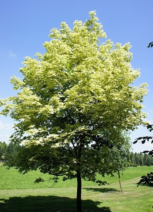 ACER PLATANOIDES 