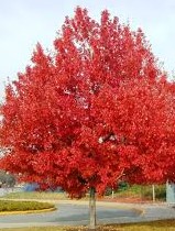 ACER RUBRUM