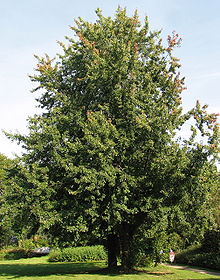 ACER SACCARINUM 