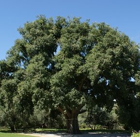 CELTIS AUSTRALIS 