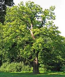 CASTANEA SATIVA 