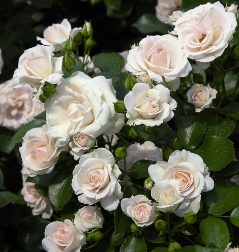 ASPIRIN ROSE