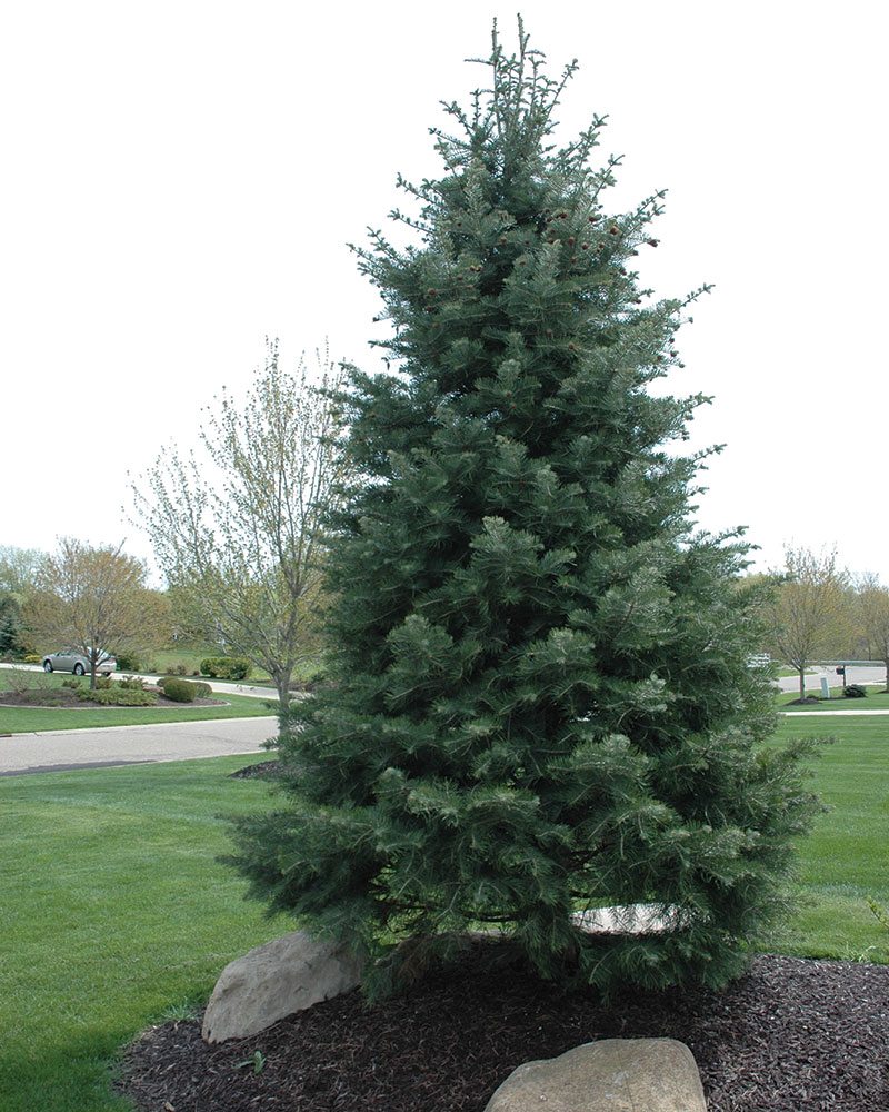 ABIES CONCOLOR
