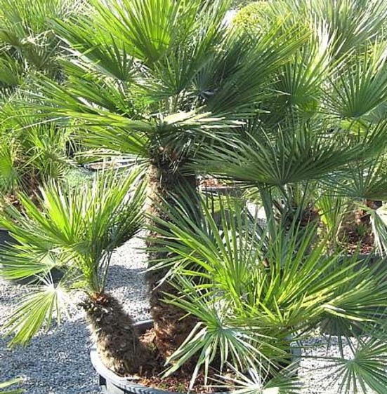 CHAMAEROPS HUMILIS 