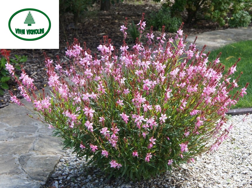 GAURA LINHDEIMERII NANA ROSA