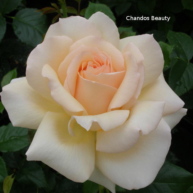 CHANDOS BEAUTY