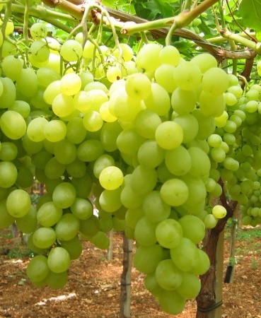 UVA DA TAVOLA BACCA BIANCA - VITIS VINIFERA