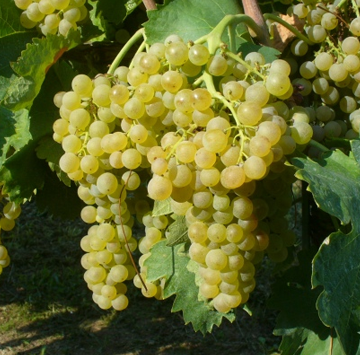 UVA DA VINO BIANCA (BARBATELLE) 