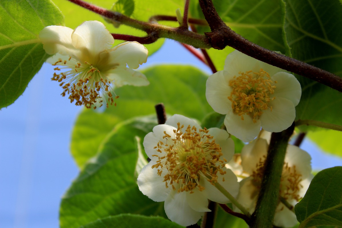 KIWI TOUMURI ACTINIDIA CHINENSIS (MASCHIO)