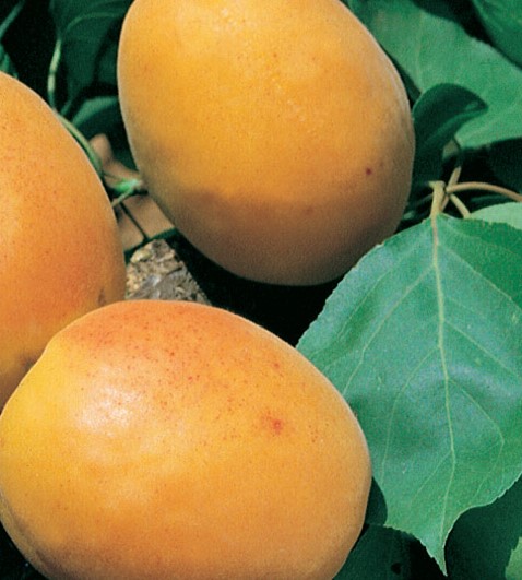 ALBICOCCO PORTICI PRUNUS ARMENIACA 
