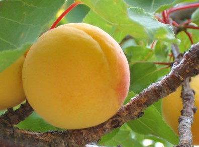 ALBICOCCO ANTONIO ERRANI PRUNUS ARMENIACA 