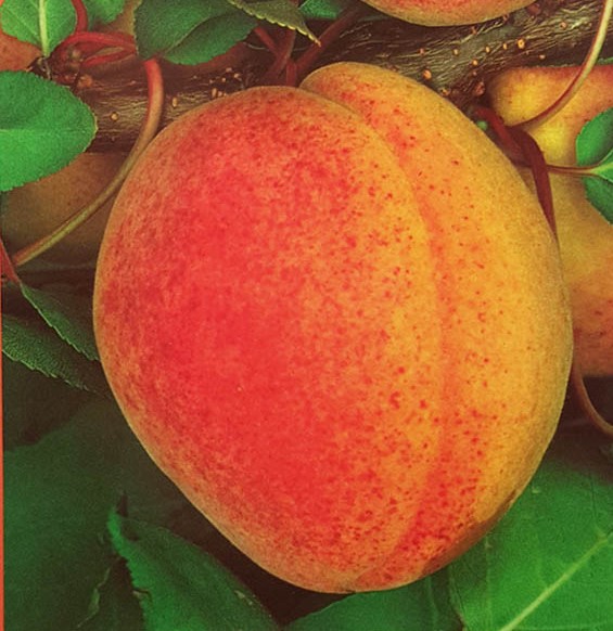 ALBICOCCO PRECOCE DI IMOLA PRUNUS ARMENIACA 