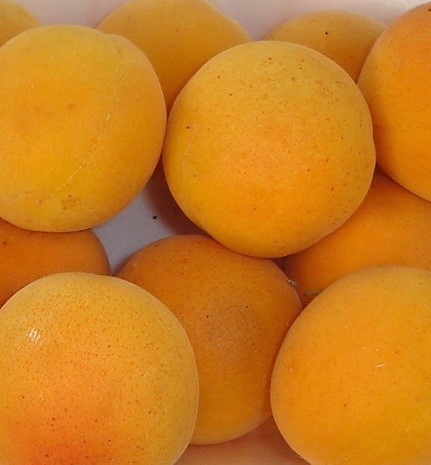 ALBICOCCO CAFONA PRUNUS ARMENIACA 