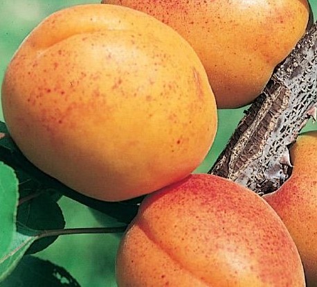 ALBICOCCO TYRINTHOS PRUNUS ARMENIACA 
