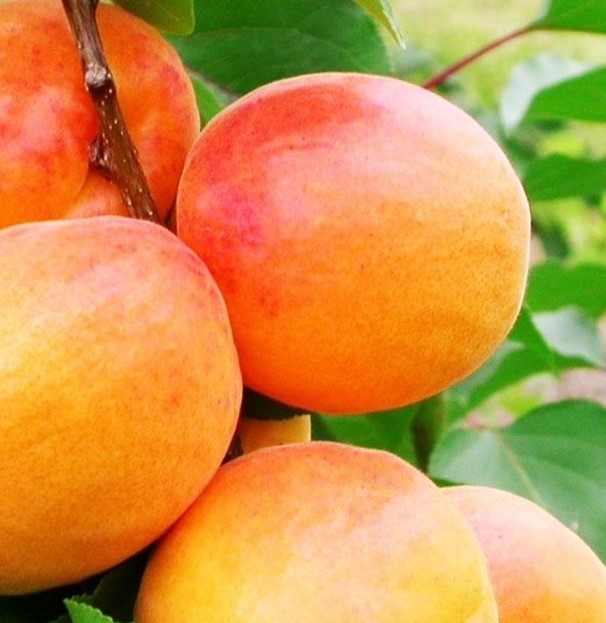 ALBICOCCO SAN CASTRESE PRUNUS ARMENIACA 
