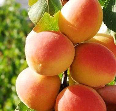 ALBICOCCO PALUMELLA PRUNUS ARMENIACA 