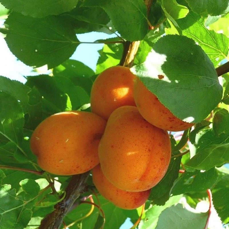 ALBICOCCO REALE D'IMOLA PRUNUS ARMENIACA 